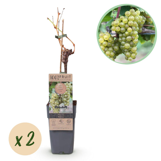 Green boutiQ - Fruit plant - White Grape - Vitis vinifera Bianca - 2 plants - Pot 15cm Height 50cm
