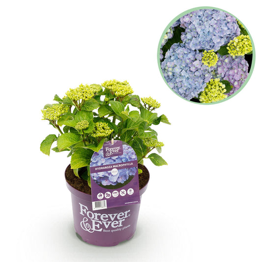 Green boutiQ - Patio plant - Hydrangea - Hydrangea Forever &amp; Ever - Blue - 7-12 Flowers - Pot 23cm Height 55cm