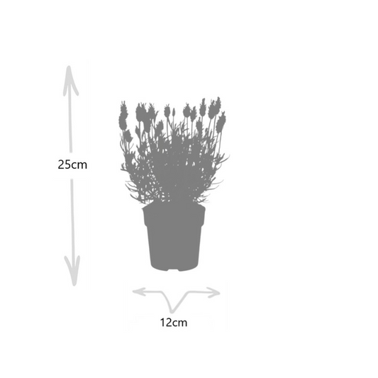 6x Lavandula angustifolia Felice® - 12 cm pot - Set of 6 Lavender plants