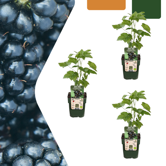 3 x Organic blackberry plants - Ø 13 cm - ↨ 20 cm