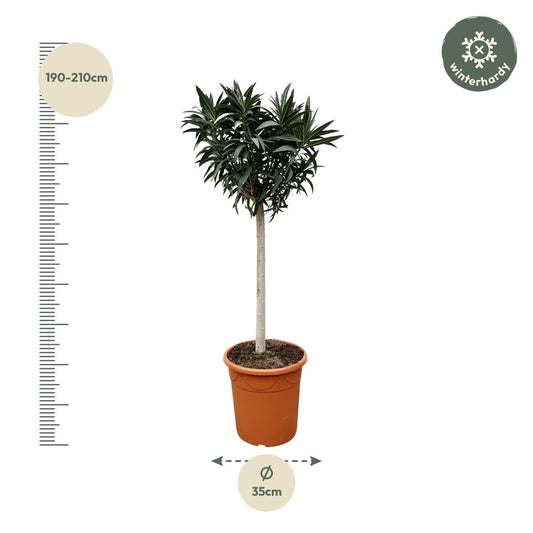 Nerium Oleander on trunk with pink flower - 200cm - Ø35