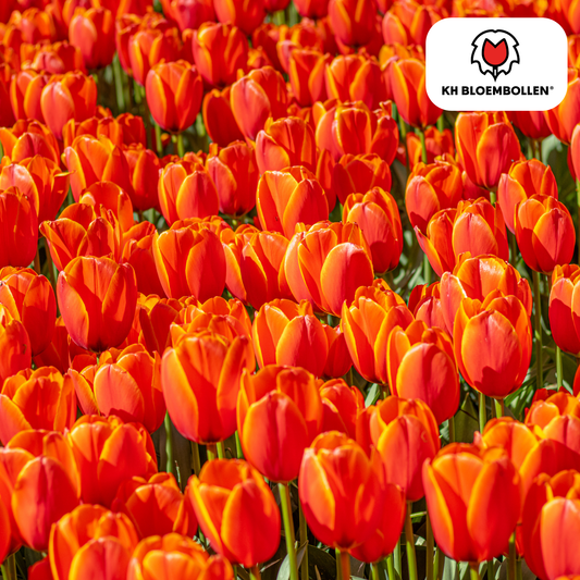 Tulpenbollen Dafeng – 20 Stuks