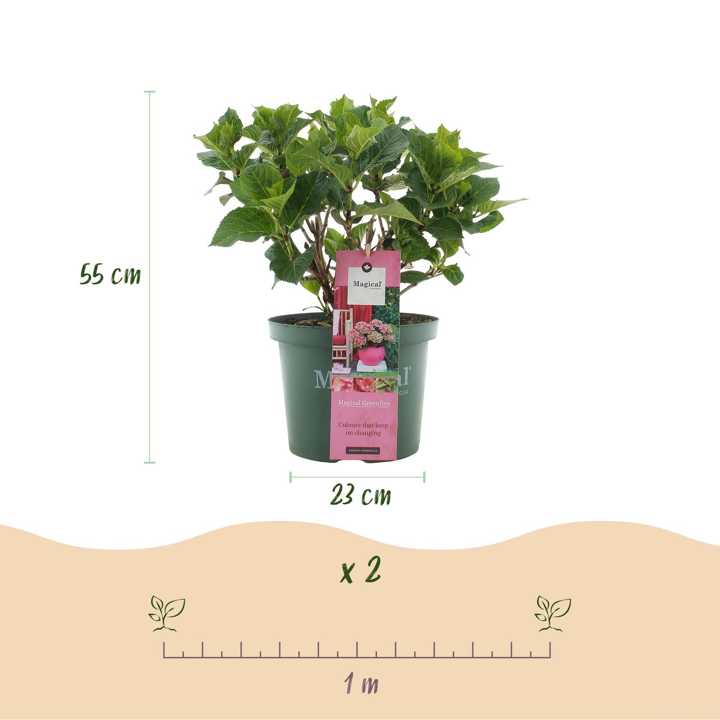 Green boutiQ - Terrace plant - Hydrangea - Hydrangea Magical Green Fire - Pink Green - 6-10 Flowers - Pot 23cm Height 55cm