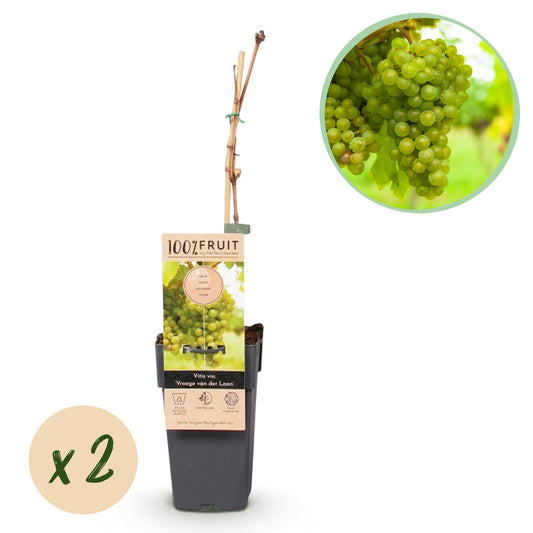 Green boutiQ - Fruit plant - White Grape - Vitis vinifera Vroege van der Laan - 2 plants - Pot 15cm Height 50cm