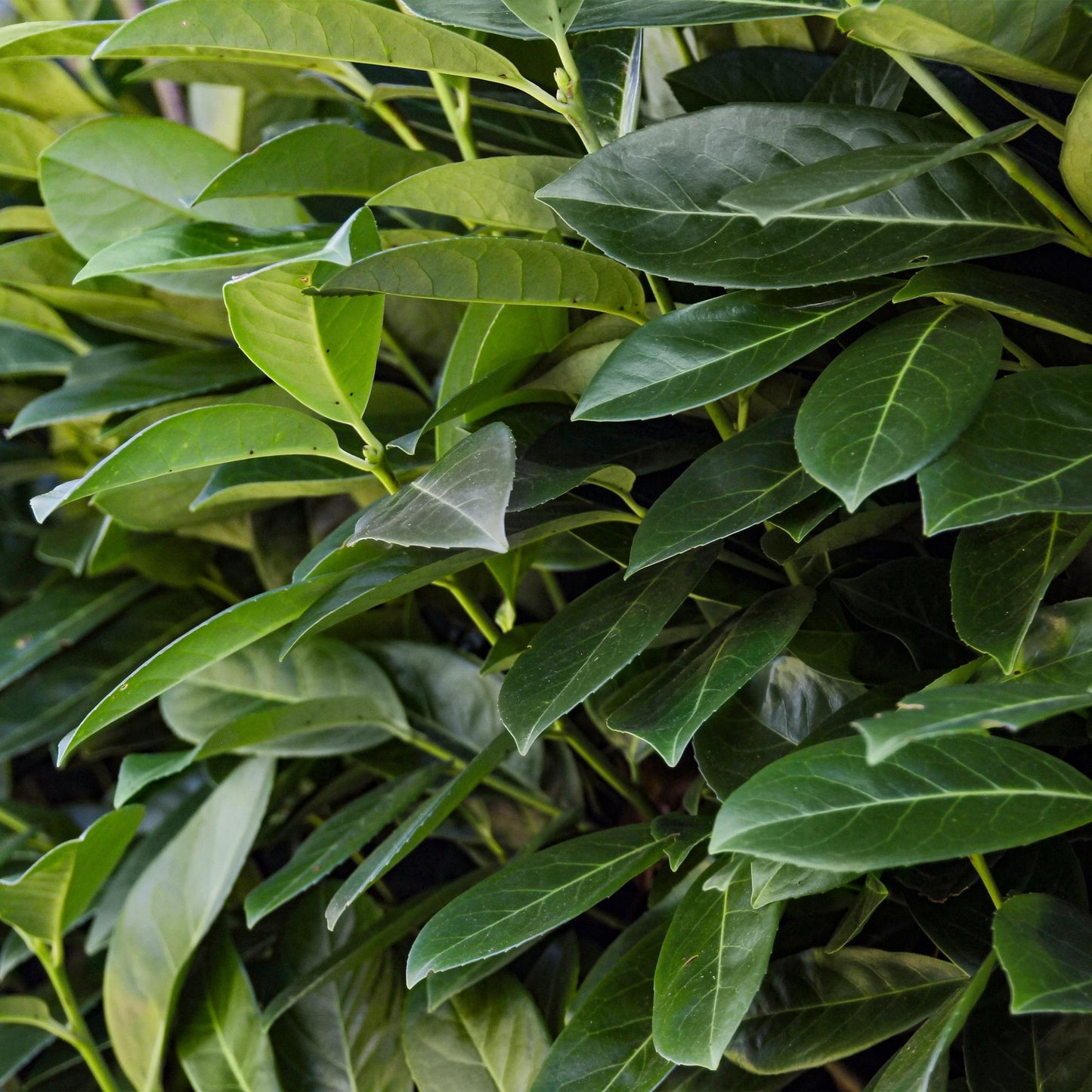 Green boutiQ - Hedge plants - Prunus laurocerasus Novita - leaf green - 8 plants - 1 linear meter - evergreen - pot 9cm height 30-35cm