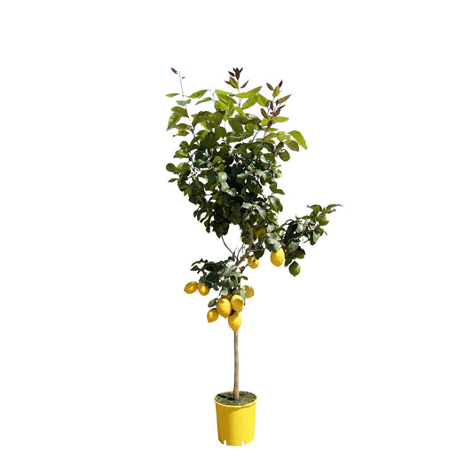 Lemon tree - 150 cm - ø24