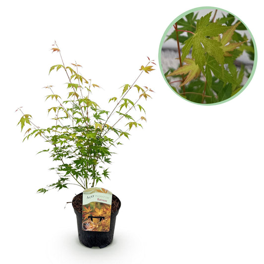 Green boutiQ - Terrace plant - Japanese Maple - Acer palmatum Katsura - Orange - 1 Plant - Deciduous - Pot 19cm Height 70cm