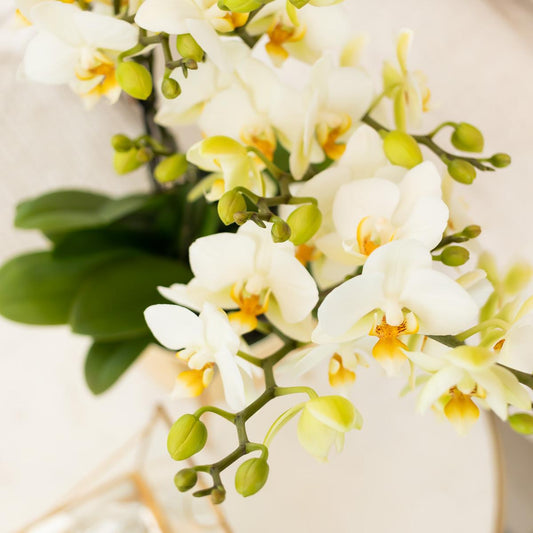 Kolibri Orchids | white phalaenopsis orchid, pot size Ø9cm | Lausanne | flowering houseplant - fresh from the grower