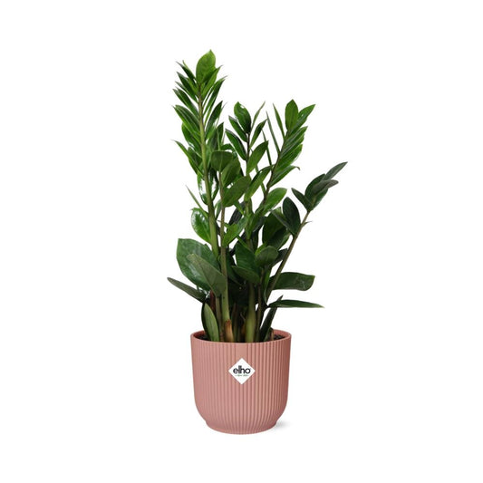 Zamioculcas – Height 45-50 in ELHO Vibes Fold 14cm pink