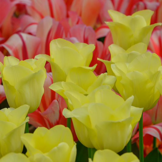 Tulpenbollen World Friendship – 20 Stuks