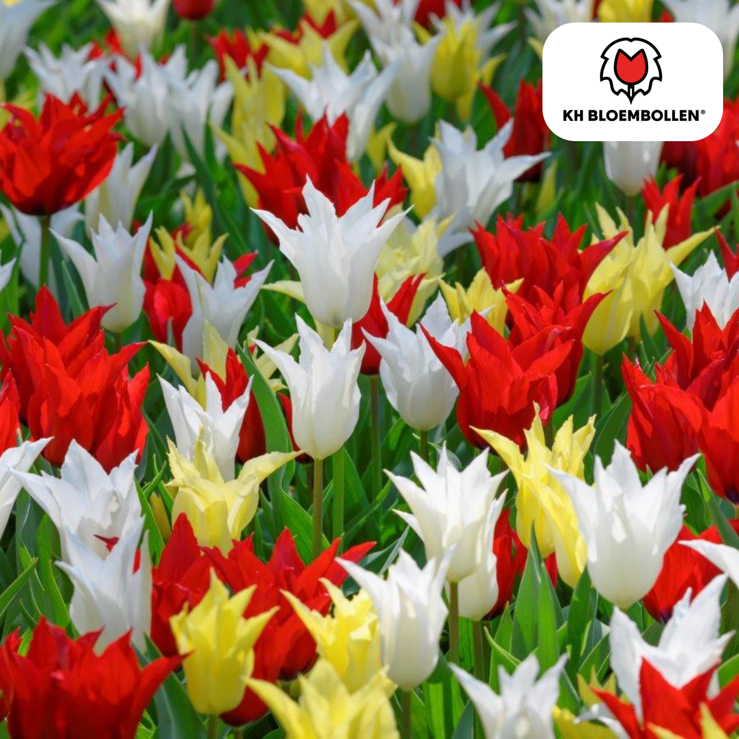 Tulpenzwiebeln Tres Chic Mix – 20 Stück | KH Bloembollen® | Rote, gelbe &amp; weiße Tulpen – Stilvoll, frisch &amp; farbenfroh – Für Garten oder Topf – Größe 11/12 – Frisch vom Züchter