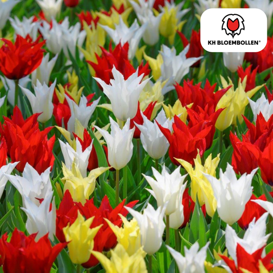 Tulpenzwiebeln Tres Chic Mix – 20 Stück | KH Bloembollen® | Rote, gelbe &amp; weiße Tulpen – Stilvoll, frisch &amp; farbenfroh – Für Garten oder Topf – Größe 11/12 – Frisch vom Züchter