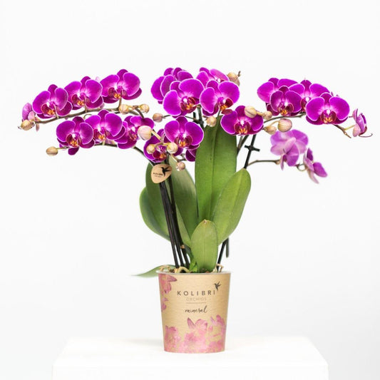 Kolibri Orchids | Purple phalaenopsis orchid pot size Ø9cm | Morelia | flowering houseplant - fresh from the grower