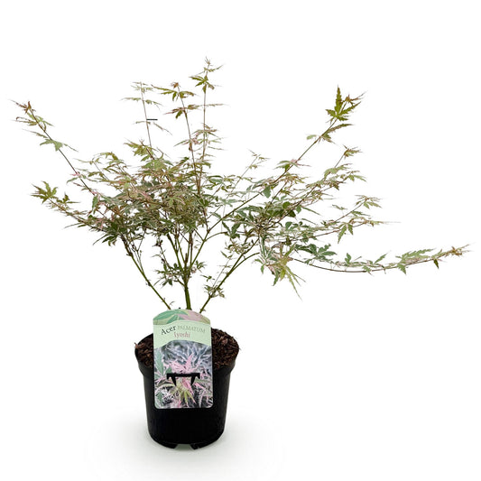 Green boutiQ - Terrace plant - Japanese Maple - Acer palmatum Iyoshi - Pink - 1 Plant - Deciduous - Pot 19cm Height 70cm