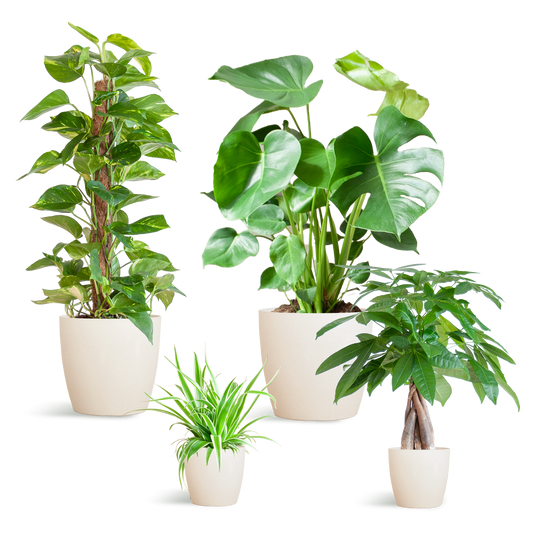 Easy care Plant box - medium - with vibers pot white