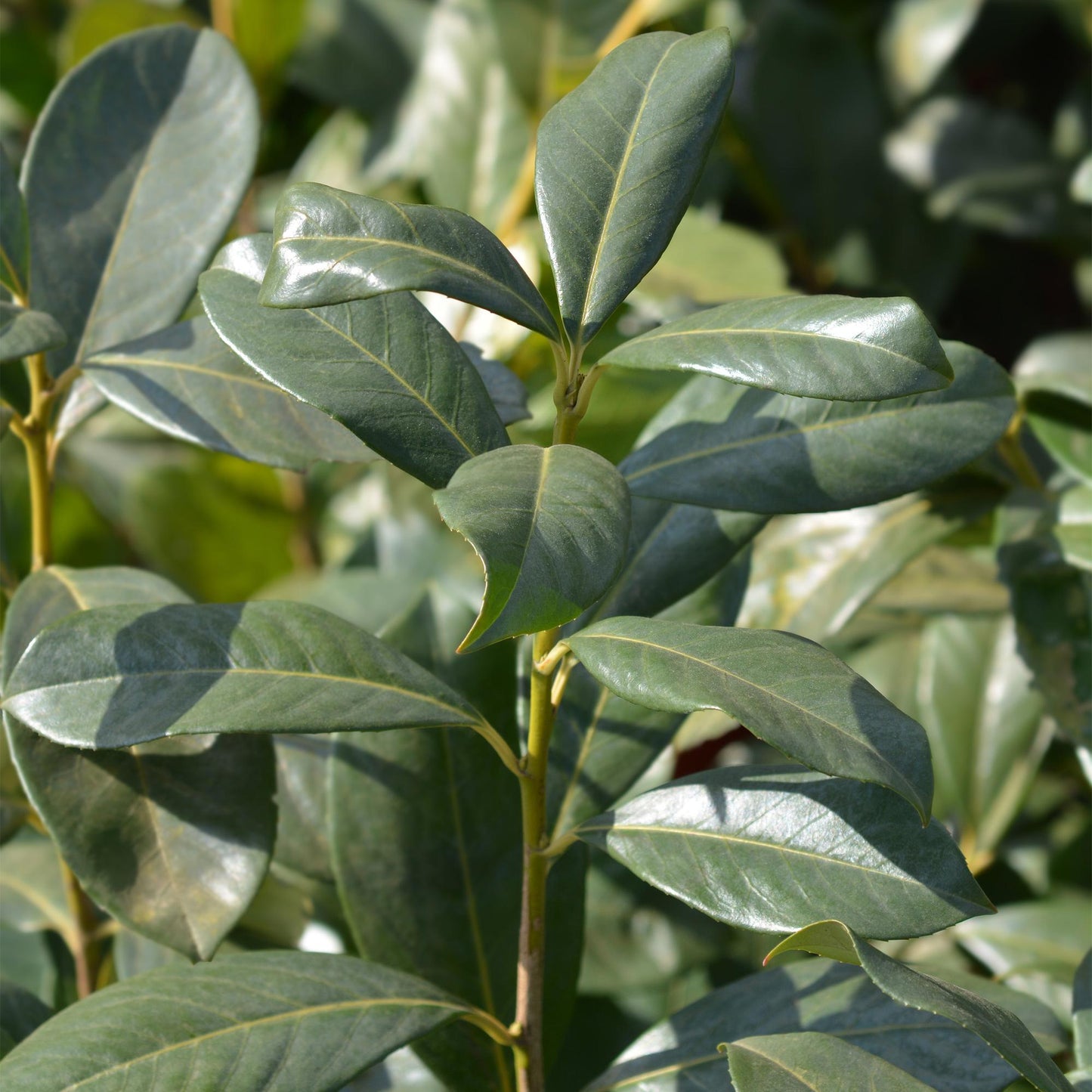 Green boutiQ - Hedge plants - Prunus laurocerasus Rotundifolia - leaf green - 8 plants - 1 linear meter - evergreen - pot 9cm height 30-35cm