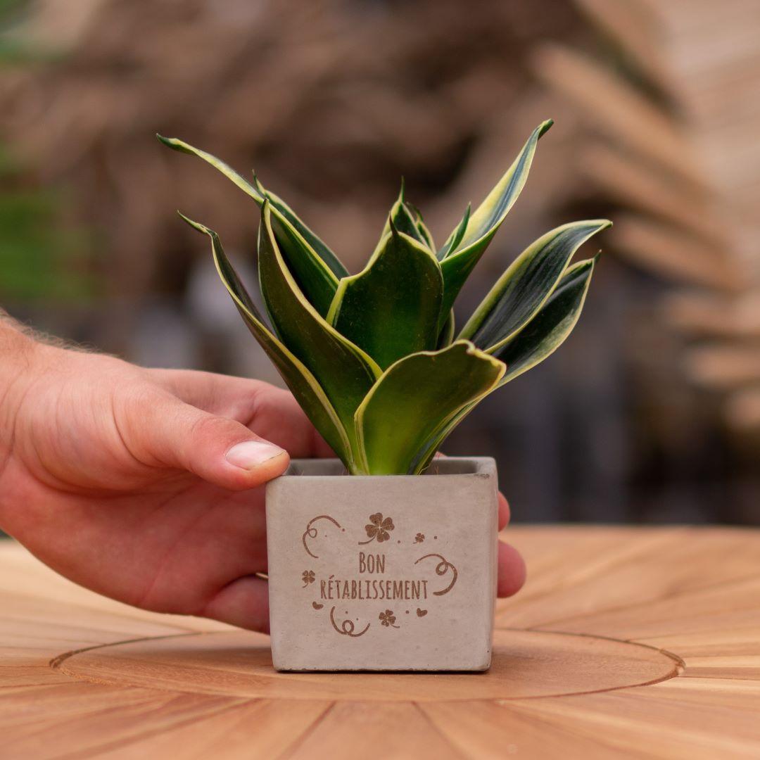 Congreet plant pots + Sansevieria | Bon rétablissement 