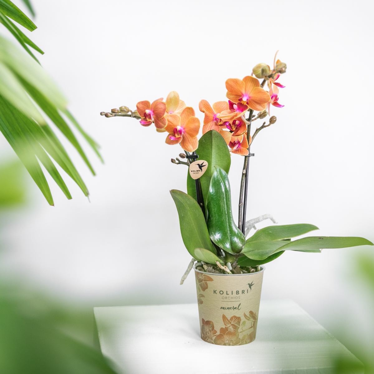 Oranje Phalaenopsis orchidee - Mineral Bolzano - potmaat Ø9cm