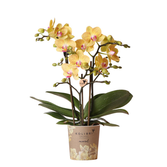 Yellow Phalaenopsis orchid - Lima - pot size Ø9cm
