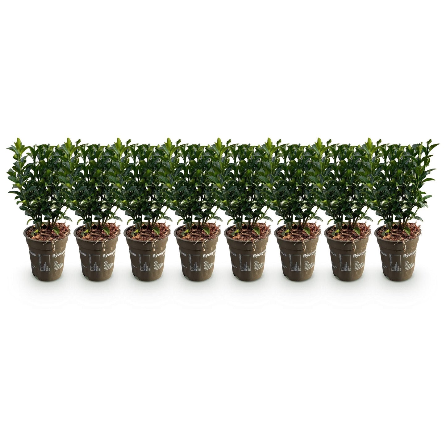Hedge plants - Euonymus japonica Green Spire - leaf green - 8 plants - 1 linear meter - evergreen - pot 9cm height 20-25cm