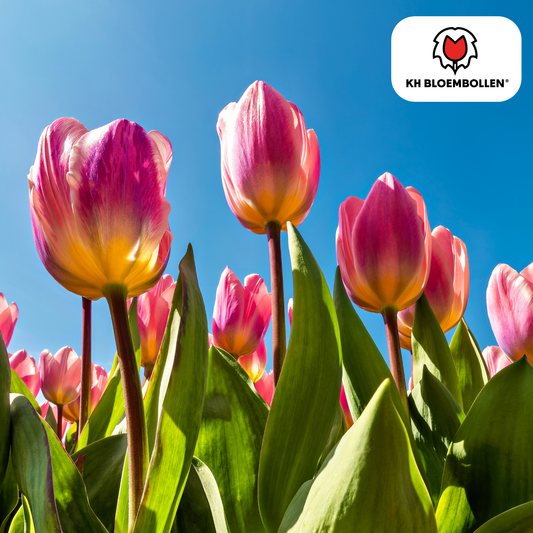 Leichte und verträumte Tulpenzwiebeln – 20er-Pack | KH Flower Bulbs® | Wunderschöne Pastellfarben – Für Garten oder Topf – Größe 11/12 – Frisch vom Züchter!