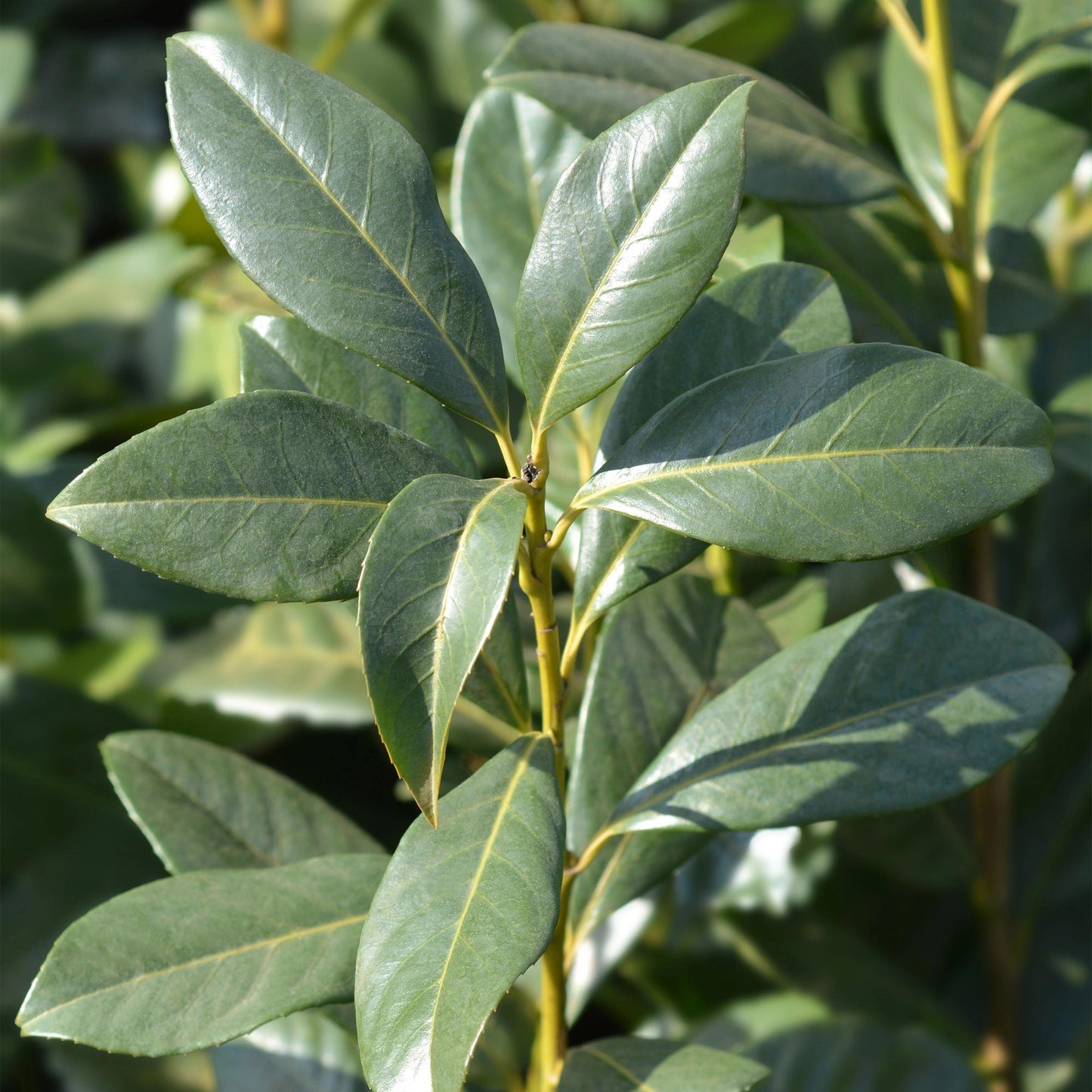 Green boutiQ - Hedge plants - Prunus laurocerasus Caucasica - green leaf - 8 plants - 1 linear meter - evergreen - pot 9cm height 30-35cm