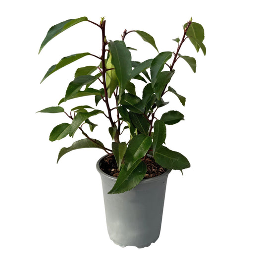 Green boutiQ - Hedge plants - Prunus lusitanica Angustifolia - leaf green - 8 plants - 1 linear meter - evergreen - pot 9cm height 30-35cm