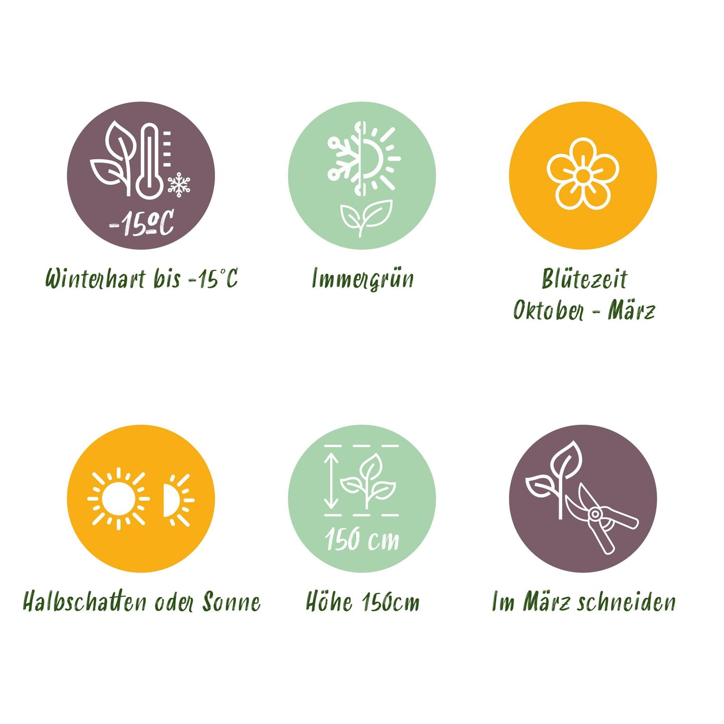 Green boutiQ - Plant op Stam - Viburnum tinus Eve Price - Terras Plant - Bladhoudend - Winterhard - Wit-Roze Bloem - Pot 19cm Hoogte 90cm