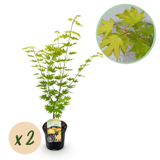 Green boutiQ - Terrace plant - Japanese Maple - Acer palmatum Jordan - Yellow - 2 Plants - Deciduous - Pot 19cm Height 70cm