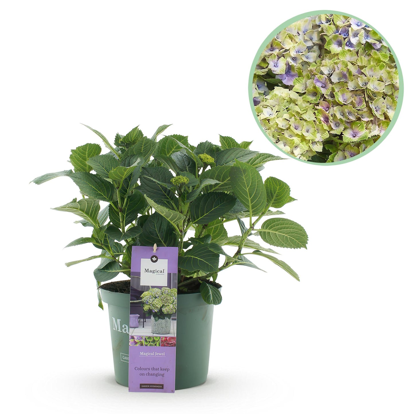 Green boutiQ - Terrace plant - Hydrangea - Hydrangea Magical Jewel Blue - Blue - 6-10 Flowers - Pot 23cm Height 55cm