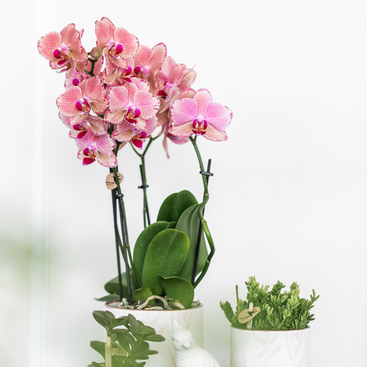 Kolibri Orchids I COMBI DEAL of 2 Phalaenopsis orchids - Pirate Picotee - pot size Ø12cm | flowering houseplant - fresh from the grower