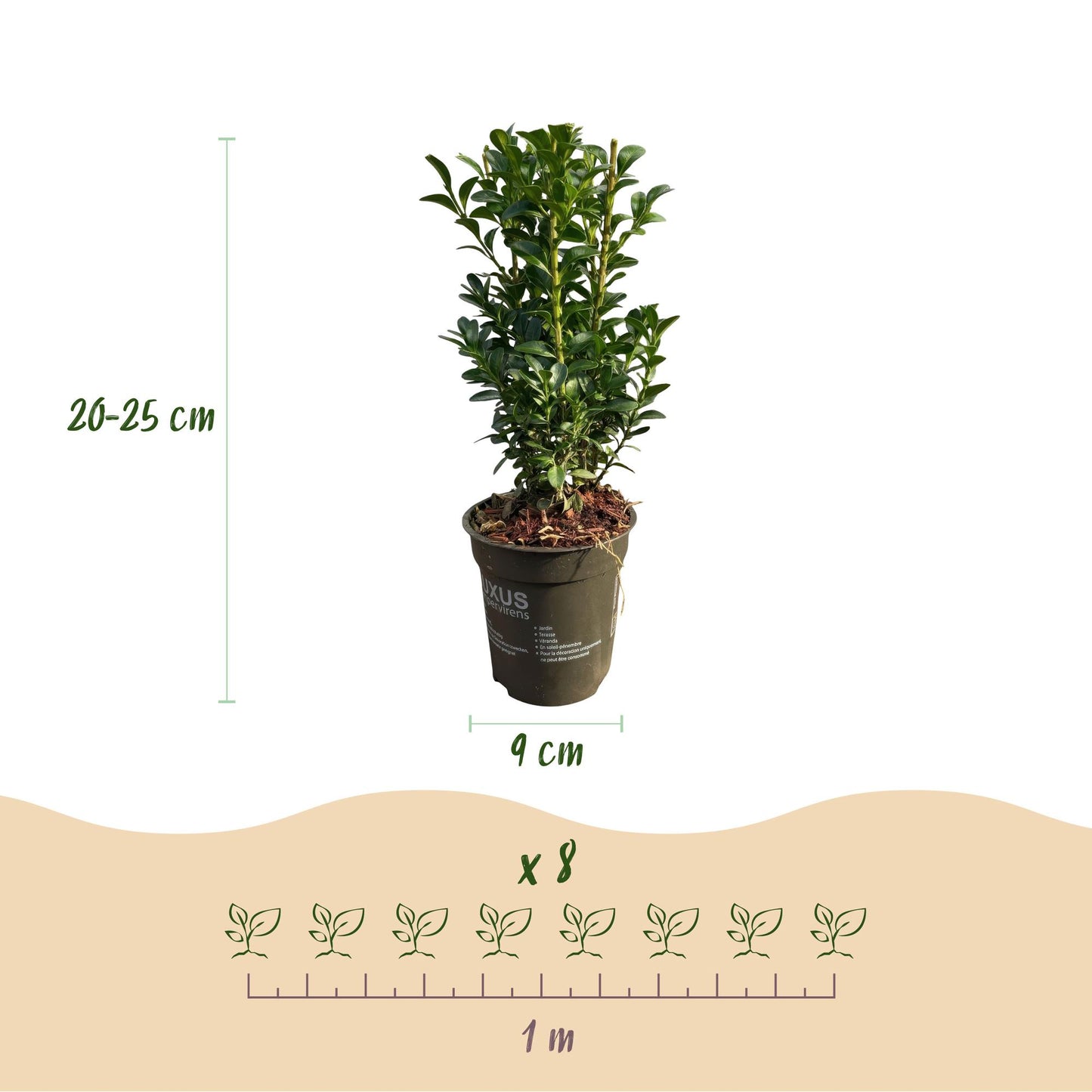 Green boutiQ - Hedge plants - Buxus sempervirens - green leaf - 8 plants - 1 linear meter - evergreen - pot 9cm height 20-25cm