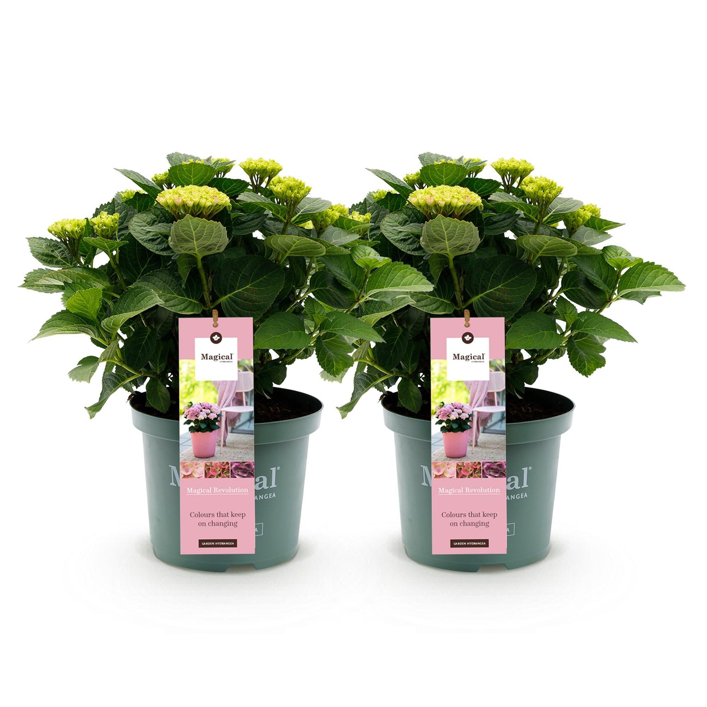 Green boutiQ - Terrace plant - Hydrangea - Hydrangea Magical Revolution Pink - Pink - 6-10 Flowers - 2 Plants - Pot 23cm Height 55cm