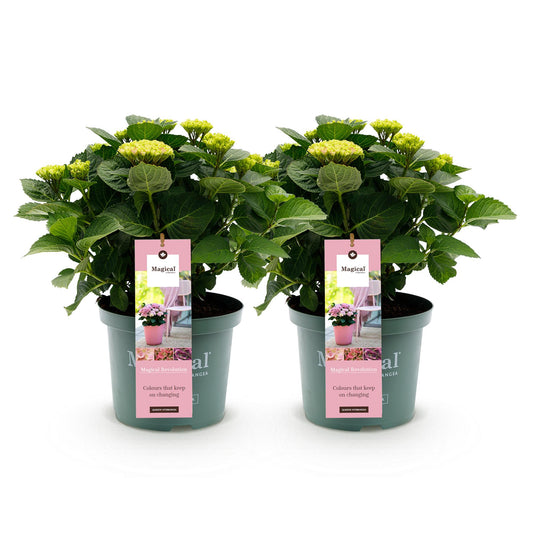 Green boutiQ - Terrace plant - Hydrangea - Hydrangea Magical Revolution Pink - Pink - 6-10 Flowers - 2 Plants - Pot 23cm Height 55cm
