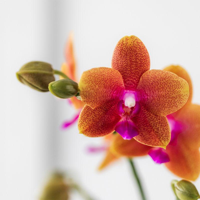 Oranje geurende Phalaenopsis orchidee - Fragrance - potmaat Ø9cm