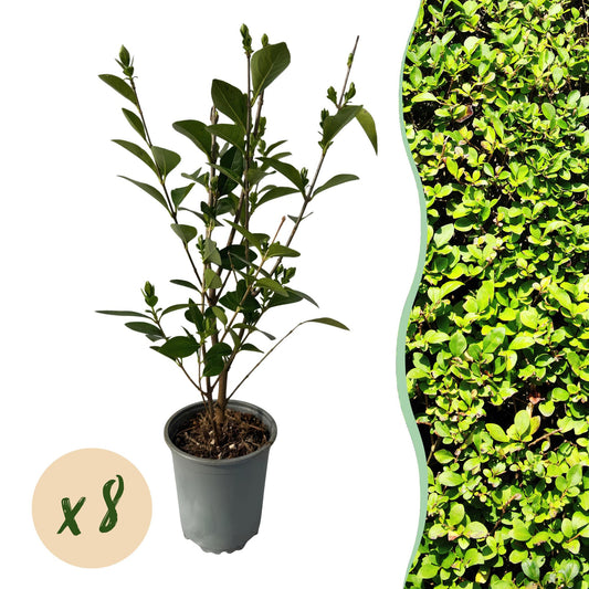 Green boutiQ - Hedge plants - Ligustrum ovalifolium - green leaf - 8 plants - 1 linear meter - evergreen - pot 9cm height 35-40cm