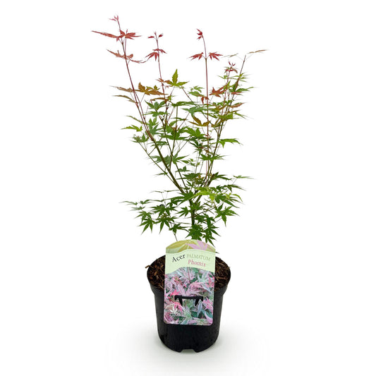 Green boutiQ - Terrace plant - Japanese Maple - Acer palmatum Phoenix - Pink - 1 Plant - Deciduous - Pot 19cm Height 70cm