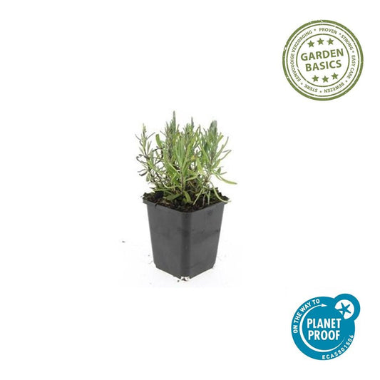 12x Lavandula ang. 'Munstead' - ↕10-25cm - Ø9cm