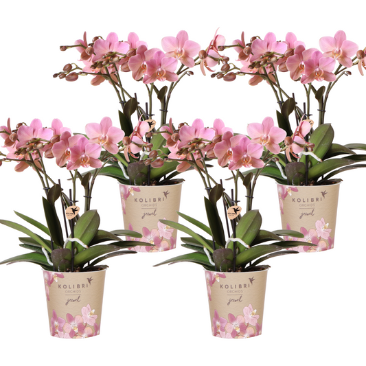 Kolibri-Orchideen | KOMBI-ANGEBOT aus 4 Phalaenopsis-Orchideen – Treviso – Topfgröße Ø12cm | blühende Zimmerpflanze – frisch vom Züchter