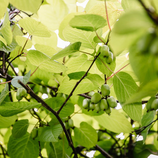 Green boutiQ - Obstpflanze - Kiwi - Actinidia arguta Issai - Grüne Frucht - 2 Pflanzen - Topf 11cm Höhe 40cm