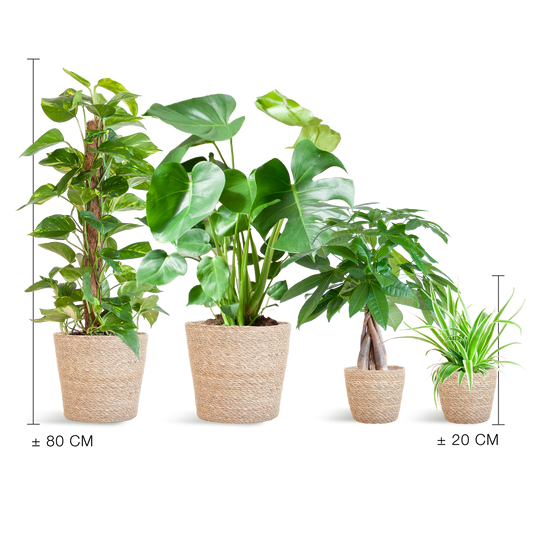 Easy care Plant box - medium - with basket Sofia