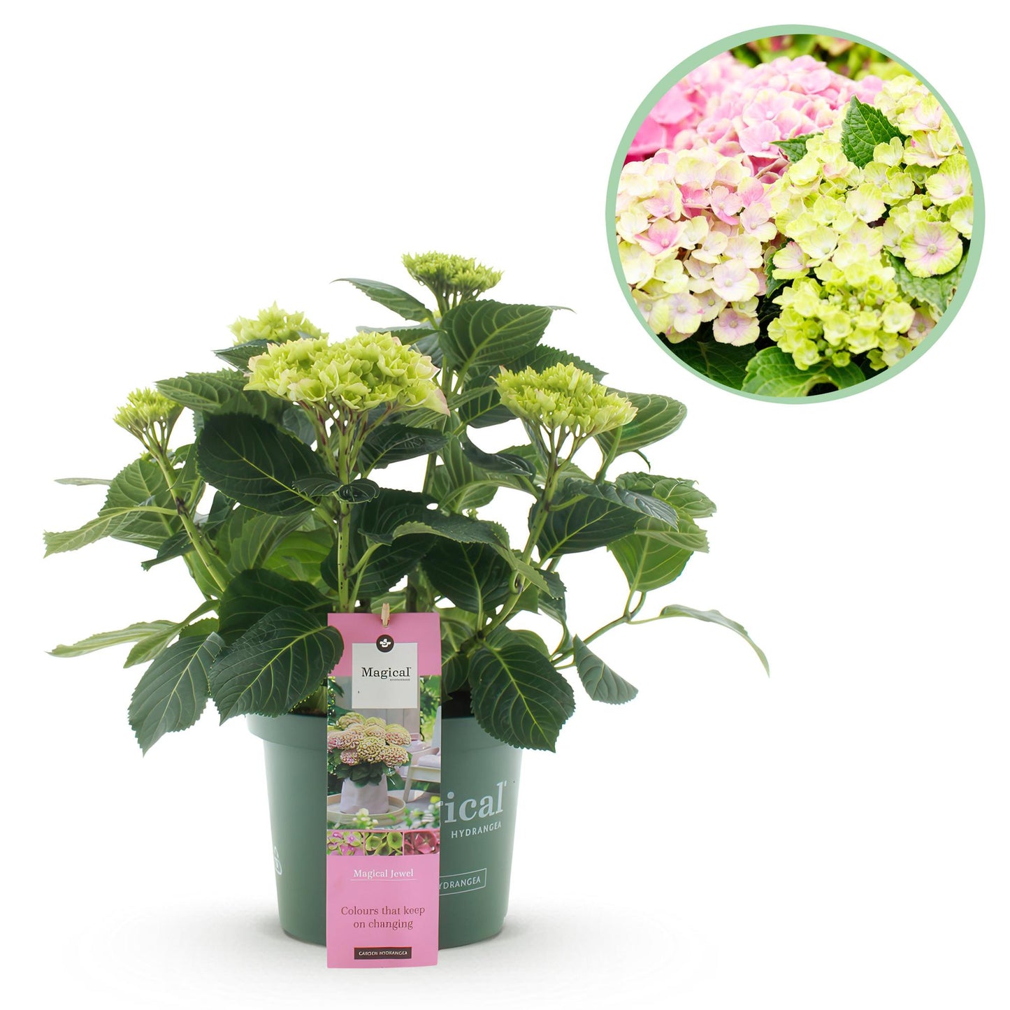Green boutiQ - Terrace plant - Hydrangea - Hydrangea Magical Jewel Pink - Pink - 6-10 Flowers - Pot 23cm Height 55cm
