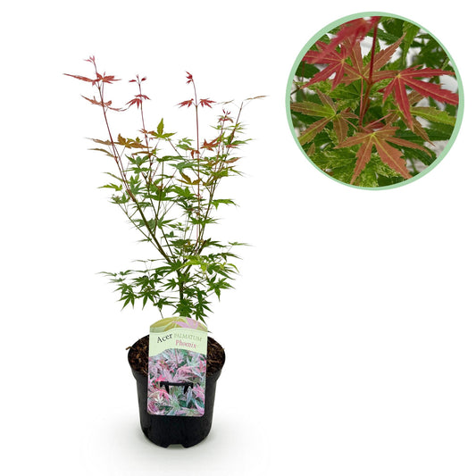 Green boutiQ - Terrace plant - Japanese Maple - Acer palmatum Phoenix - Pink - 1 Plant - Deciduous - Pot 19cm Height 70cm
