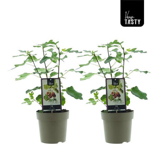 Ficus Precose De Dalmatie (15020) - 2 pieces - Ø15cm - ↕40cm