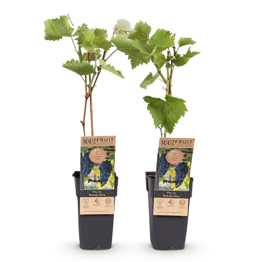 Green boutiQ - Fruit plant - Blue Grape - Vitis vinifera Boskoop Glory - 2 plants - Pot 15cm Height 50cm