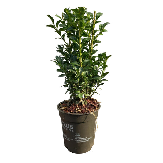 Green boutiQ - Hedge plants - Buxus sempervirens - green leaf - 8 plants - 1 linear meter - evergreen - pot 9cm height 20-25cm