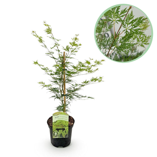 Green boutiQ - Terrace plant - Japanese Maple - Acer palmatum Emerald Lace - Green - 1 Plant - Deciduous - Pot 19cm Height 70cm