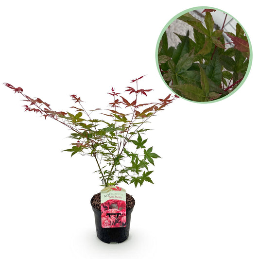 Green boutiQ - Terrace plant - Japanese Maple - Acer palmatum Beni Maiko - Red - 1 Plant - Deciduous - Pot 19cm Height 70cm
