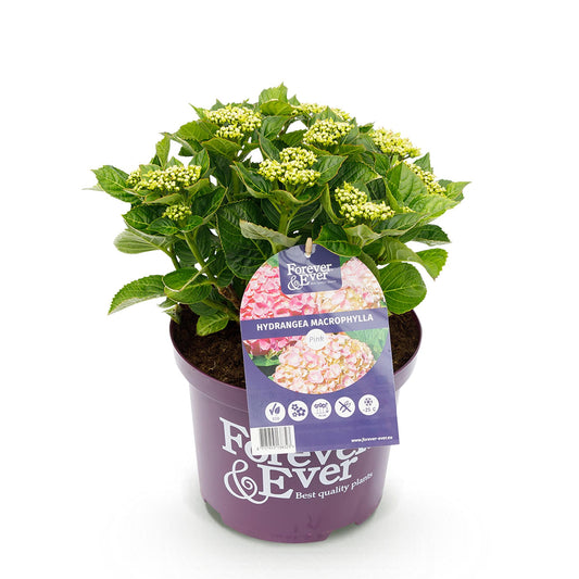 Green boutiQ - Patio plant - Hydrangea - Hydrangea Forever &amp; Ever - Pink - 7-12 Flowers - Pot 23cm Height 55cm