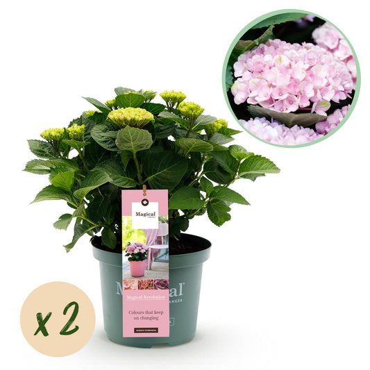Green boutiQ - Terrace plant - Hydrangea - Hydrangea Magical Revolution Pink - Pink - 6-10 Flowers - 2 Plants - Pot 23cm Height 55cm